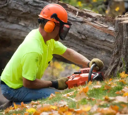 tree services Demarest